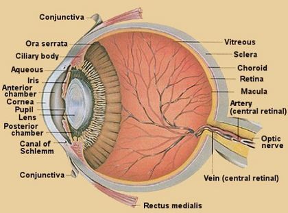 Eye_Anatomy-Anat.jpg