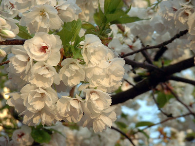 cherry-tree-1.jpg