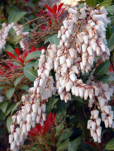 flower1.jpg
