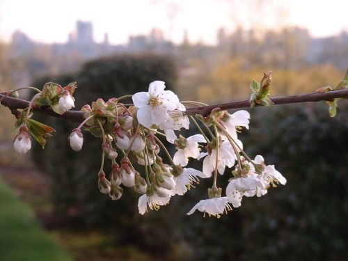 cherry-tree-2